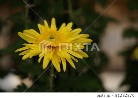 満開の菊花 丁字菊(黄色) 満開の菊花 丁字菊(黄色) 81282870