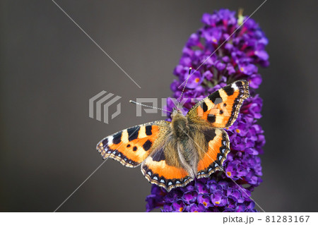 Orange Tortoiseshell butterfly (Aglais urticae) feeding on Buddleia flower also known as Butterfly bush, summer lilac. Orange Tortoiseshell butterfly (Aglais urticae) feeding on Buddleia flower also known as Butterfly bush, summer lilac. 81283167