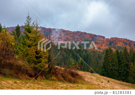 autumn scenery with forest on the hill. beautiful mountain landscape in fall colors. cloudy weather. explore back country concept 81283381