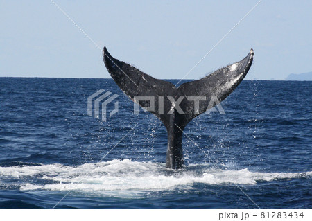 ザトウクジラのテールスラップ 81283434