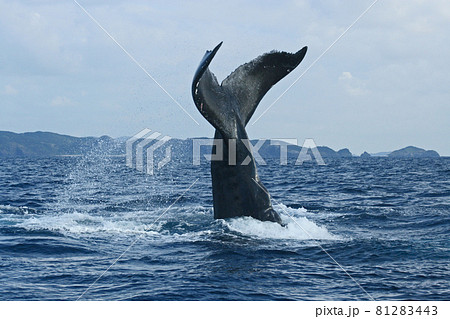 ザトウクジラのテールスラップ 81283443