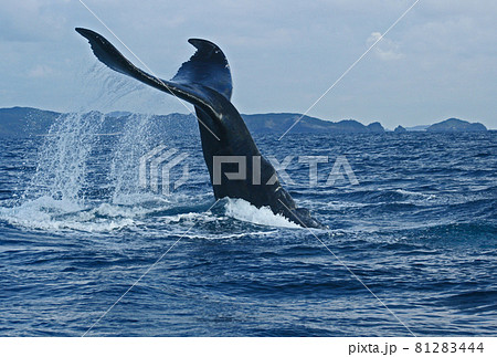 ザトウクジラのテールスラップ ザトウクジラのテールスラップ 81283444