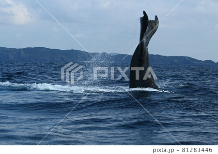 ザトウクジラのテールスラップ ザトウクジラのテールスラップ 81283446