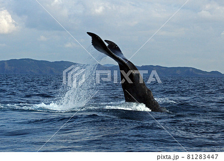 ザトウクジラのテールスラップ ザトウクジラのテールスラップ 81283447