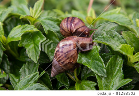 Close-up of Two dark achatina snail with brown striped shell crawls over the Green bush. 81283502
