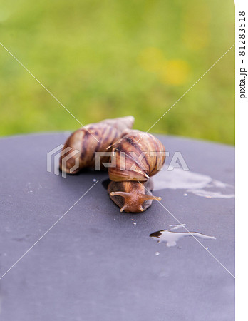 Two dark achatina snail with a brown striped shell crawling on the black steel platform. 81283518