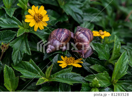 Two dark achatina snail with brown striped shell crawls over the Green bush. 81283528