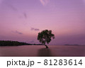 Photo tree of mangroves on  beach with sea in the morning 81283614