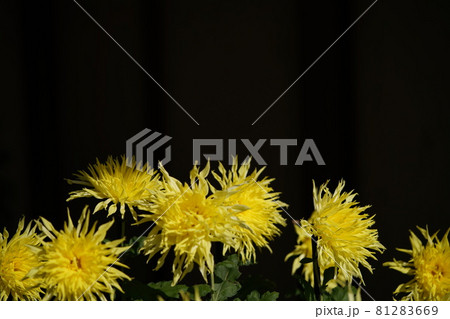満開の菊花  江戸菊（黄色） 81283669