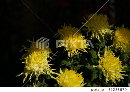 満開の菊花 江戸菊(黄色) 満開の菊花 江戸菊(黄色) 81283679