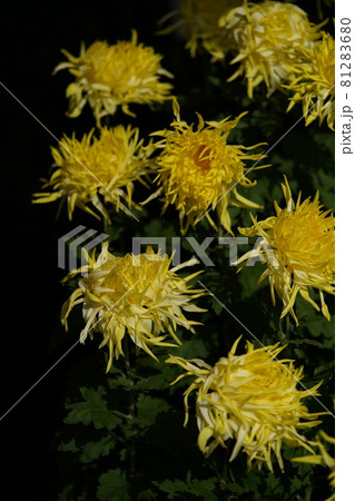 満開の菊花  江戸菊（黄色） 81283680