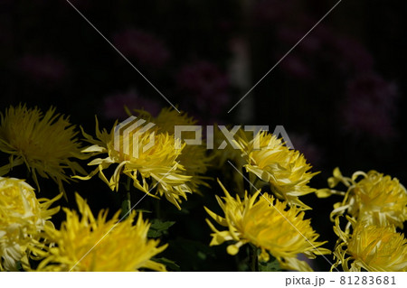 満開の菊花 江戸菊(黄色) 満開の菊花 江戸菊(黄色) 81283681