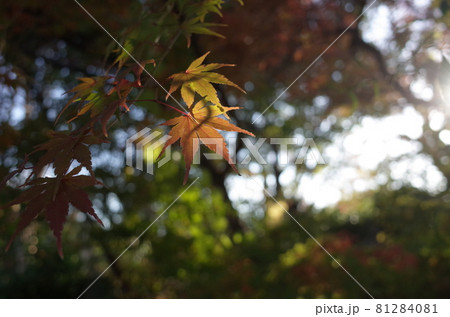 紅葉 イロハモミジ 紅葉 イロハモミジ 81284081