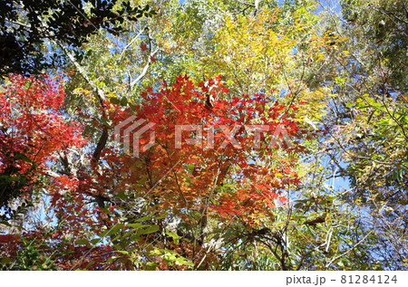 紅葉 イロハモミジ 紅葉 イロハモミジ 81284124