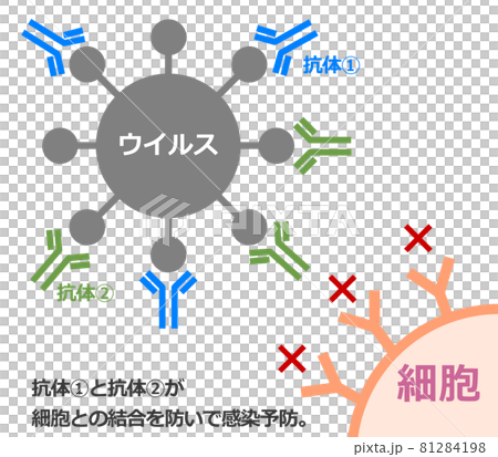 抗体カクテル療法でウイルスに感染予防をするイラストのイラスト素材