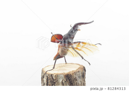 ノコギリクワガタの飛翔　白背景 81284313