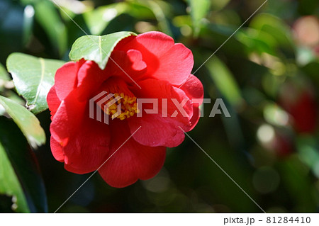 紅椿 81284410