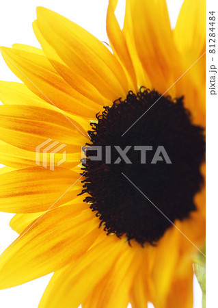 ひまわり 81284484