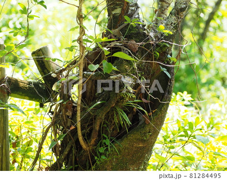 裂けた幹から育つ植物 裂けた幹から育つ植物 81284495