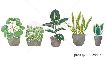 観葉植物 水彩風 インリア グリーン インドア セット 観葉植物 水彩風 インリア グリーン インドア セット 81284642
