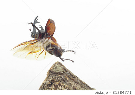 カブトムシの飛翔　白背景 81284771