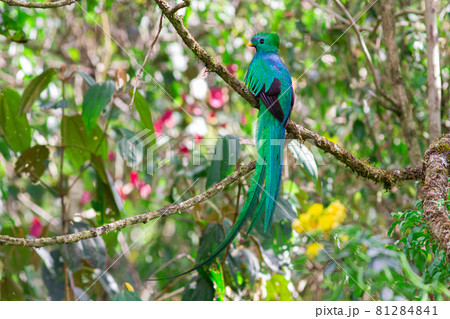 雰囲気のある森の小枝に止まった美しい野鳥ケツァール 81284841