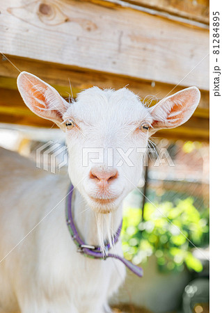 Cute free range goatling on organic natural eco animal farm freely grazing in yard on ranch background. Domestic goat graze in pasture. Modern animal livestock, ecological farming. Animal rights. Cute free range goatling on organic natural eco animal farm freely grazing in yard on ranch background. Domestic goat graze in pasture. Modern animal livestock, ecological farming. Animal rights. 81284895