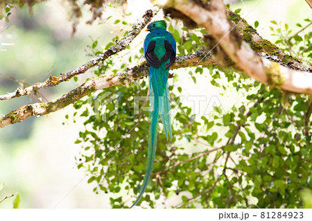 雰囲気のある森の小枝に止まった美しい野鳥ケツァール 81284923