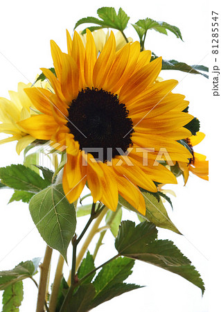 ひまわり 81285547