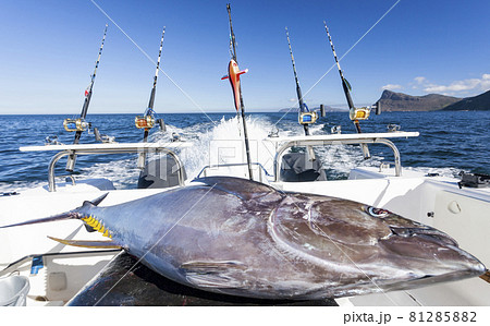 Yellowfin tuna after fishing lies on the stern of the boat. 81285882