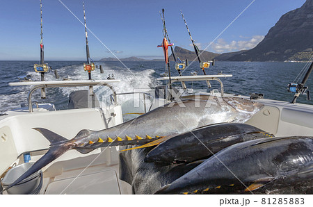 Tuna fish lie on the deck of the yacht after sea fishing. Tuna fish lie on the deck of the yacht after sea fishing. 81285883