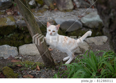 古都秋月の猫 古都秋月の猫 81286011