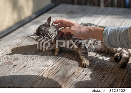 古都秋月の猫 古都秋月の猫 81286024