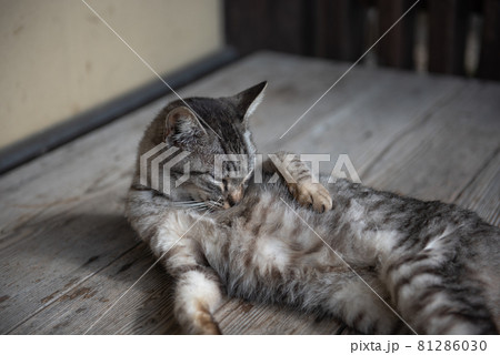 古都秋月の猫 古都秋月の猫 81286030