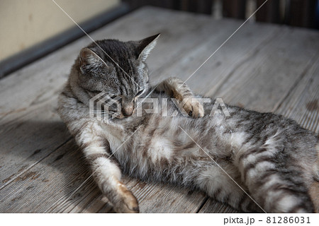 古都秋月の猫 81286031