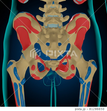 Skeleton with Muscle Origins and Insertions Anatomy For Medical Concept 3D 81286650