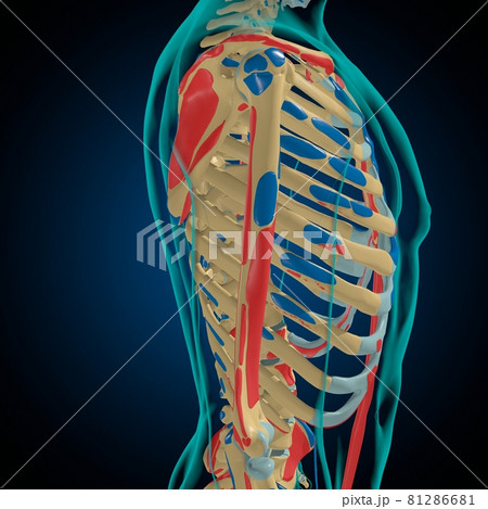 Skeleton with Muscle Origins and Insertions Anatomy For Medical Concept 3D Skeleton with Muscle Origins and Insertions Anatomy For Medical Concept 3D 81286681