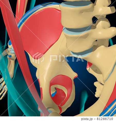 Skeleton with Muscle Origins and Insertions Anatomy For Medical Concept 3D Skeleton with Muscle Origins and Insertions Anatomy For Medical Concept 3D 81286710