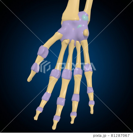 Articular capsule Anatomy For Medical Concept 3D 81287067