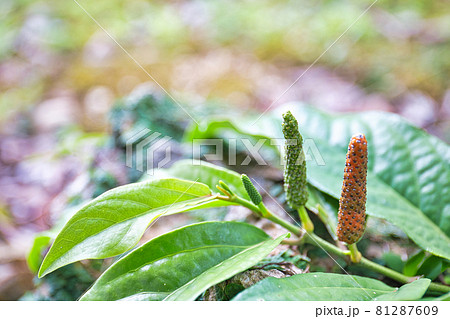 ヒハツモドキ ヒハツモドキ 81287609