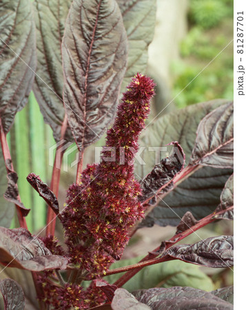 Bunch of crimson amaranth flowers, close-up. Amaranth inflorescence. Bunch of crimson amaranth flowers, close-up. Amaranth inflorescence. 81287701