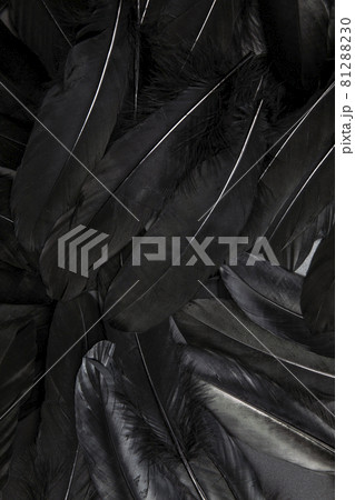 Black feather abstract background texture dark modern design, peace of bird wing Black feather abstract background texture dark modern design, peace of bird wing 81288230