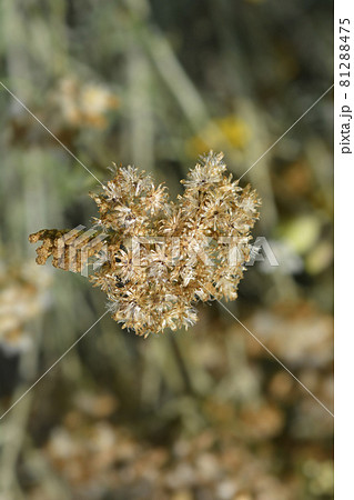 Italian everlasting seeds Italian everlasting seeds 81288475