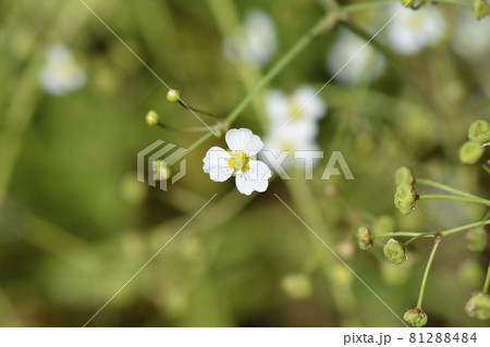 Lance-leaved water plantain Lance-leaved water plantain 81288484