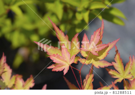 Japanese Maple Sango Kaku 81288511