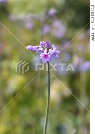 Society garlic Society garlic 81288512