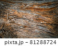 Pine trunk surface and texture 81288724