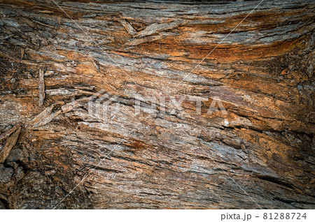 Pine trunk surface and texture Pine trunk surface and texture 81288724