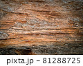 Pine trunk surface and texture 81288725