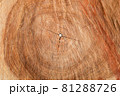Wooden surface and texture of pine tree cut 81288726